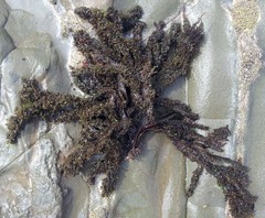 Dictyota kunthii