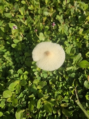 Leucocoprinus fragilissimus image