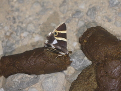 Grammodes ocellata