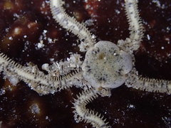 Amphiodia occidentalis