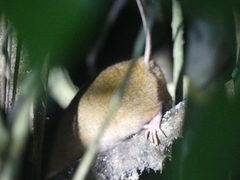 Melomys cervinipes