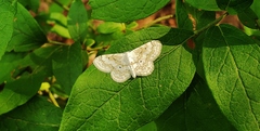 Idaea obfusaria