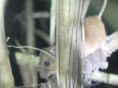 Melomys cervinipes