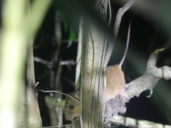 Melomys cervinipes
