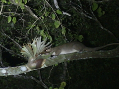Pseudochirulus cinereus