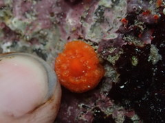 Balanophyllia elegans