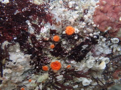 Balanophyllia elegans