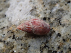 Amphissa versicolor