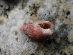 Amphissa versicolor
