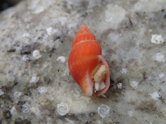 Amphissa versicolor