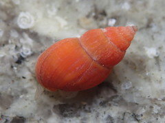Amphissa versicolor