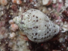 Acanthinucella punctulata