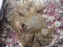 Hapalogaster cavicauda