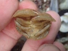 Hapalogaster cavicauda