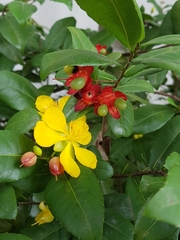 Ochna thomasiana