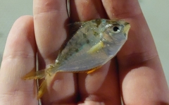Decorated Ponyfish photo 2