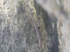 Cryptoblepharus virgatus