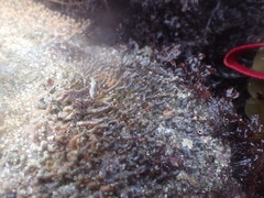 Petaloconchus montereyensis