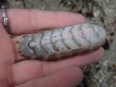 Stenoplax fallax