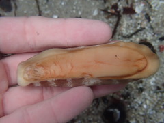 Stenoplax fallax