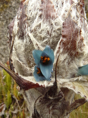 Puya clava-herculis