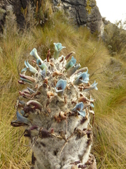 Puya clava-herculis