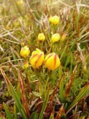Gentianella hirculus