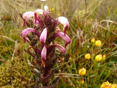 Pedicularis incurva