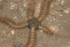 Macrophiothrix