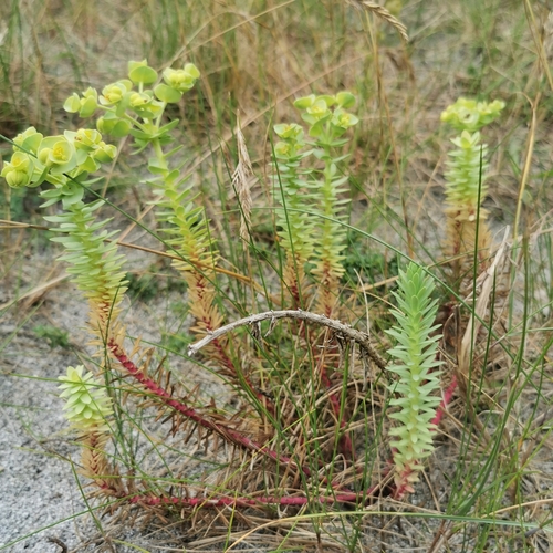 Sea Spurge