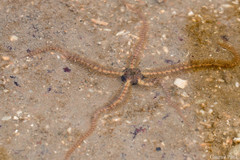 Macrophiothrix