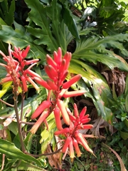 Aloe arborescens