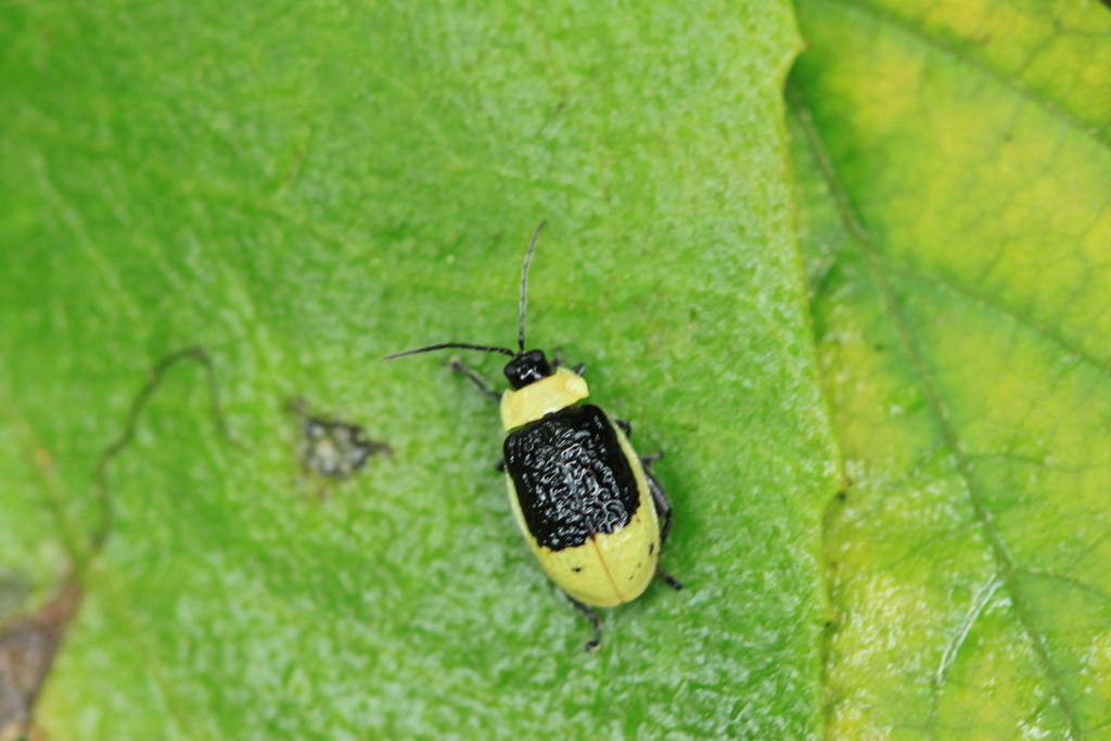 Asphaera thiemei