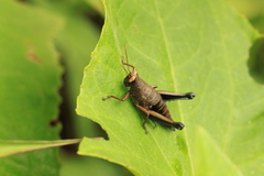 Psiloscirtus flavipes