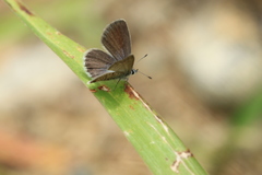 Hemiargus ramon
