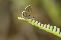 Hemiargus ramon