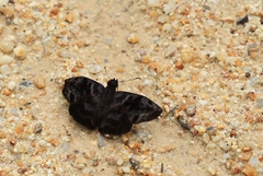 Ebrietas anacreon