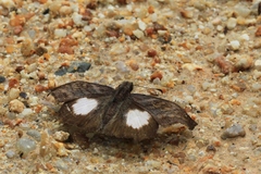 Theagenes albiplaga