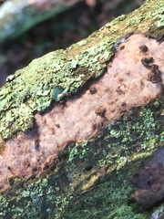 Vuilleminia comedens