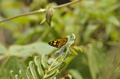 Metisella