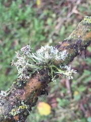 Ramalina fastigiata