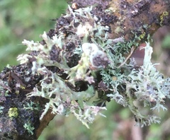 Ramalina fastigiata