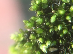 Bryum argenteum