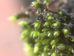 Bryum argenteum