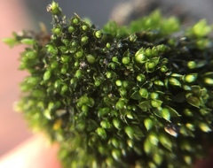 Bryum argenteum