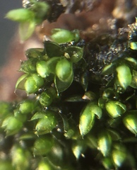 Bryum argenteum