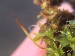 Syntrichia montana