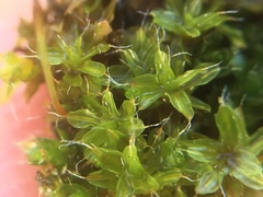 Syntrichia montana