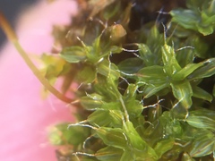Syntrichia montana