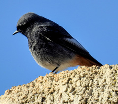 Phoenicurus ochruros